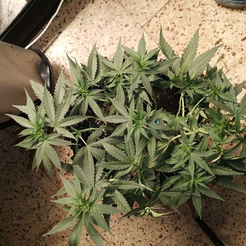Gorilla Cookies Auto growlog timeline photo