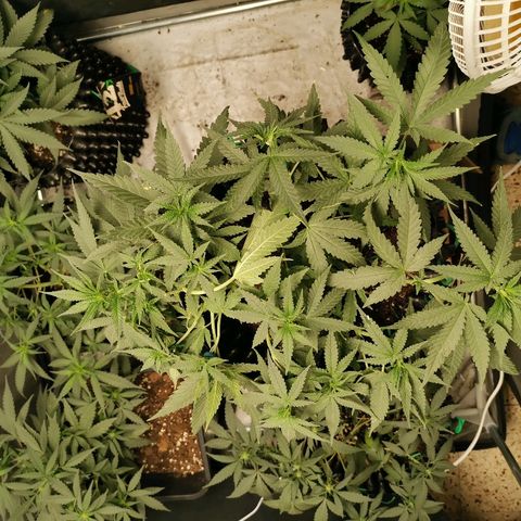 Gorilla Cookies Auto growlog timeline photo