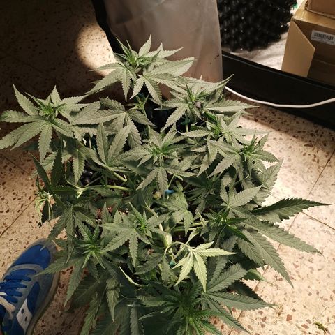 Gorilla Cookies Auto growlog timeline photo