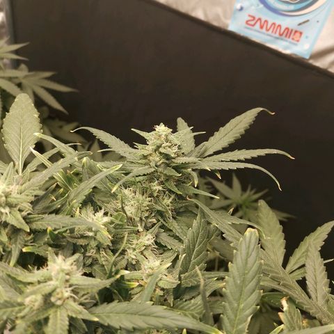 Autogelato fast growlog timeline photo