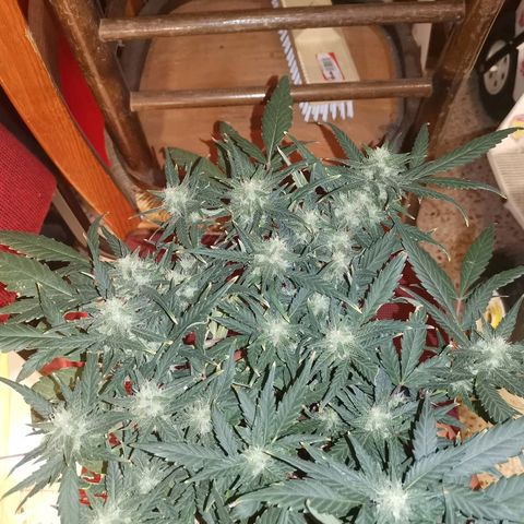 Autogelato fast growlog timeline photo