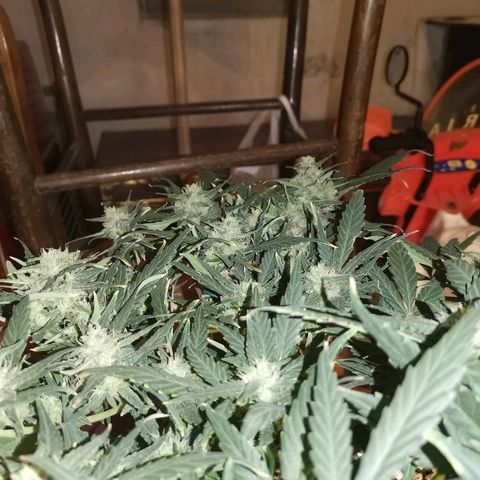 Autogelato fast growlog timeline photo