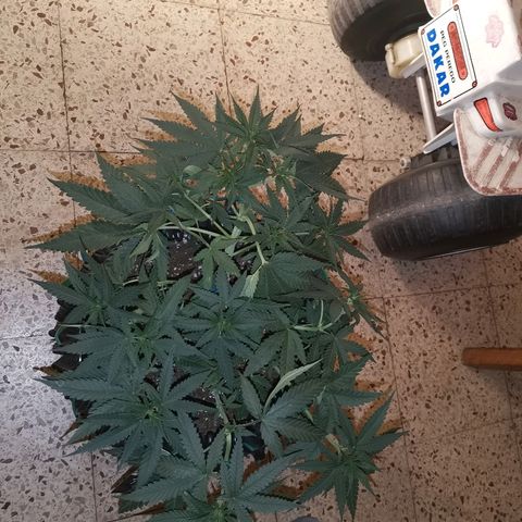 Gorilla Cookies Auto growlog timeline photo