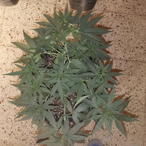 Gorilla Cookies Auto growlog timeline photo