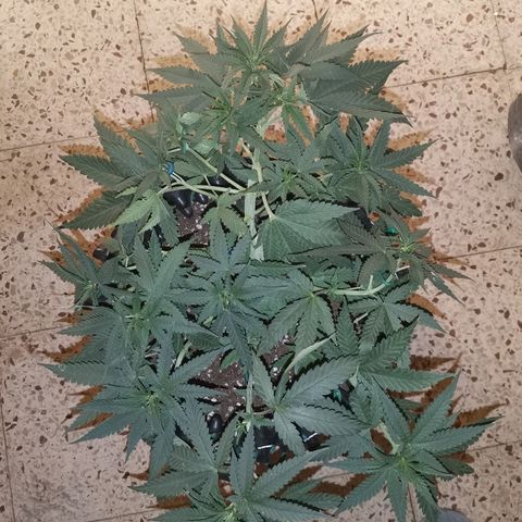 Gorilla Cookies Auto growlog timeline photo