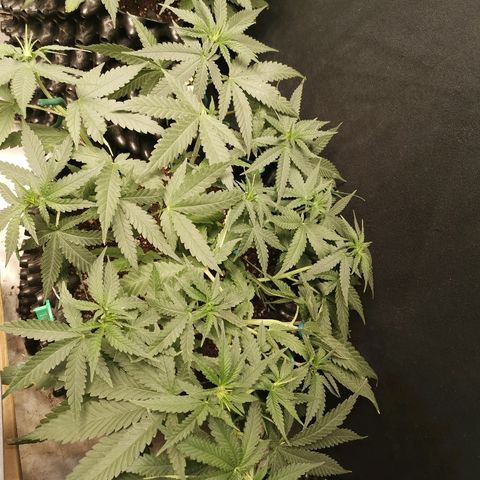 Gorilla Cookies Auto growlog timeline photo