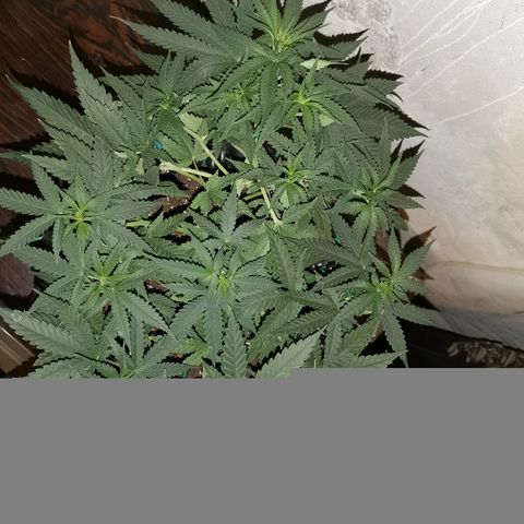 Gorilla Cookies Auto growlog timeline photo
