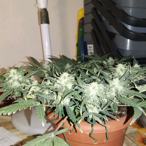 Autogelato fast growlog timeline photo
