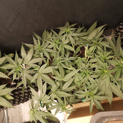 Gorilla Cookies Auto growlog timeline photo