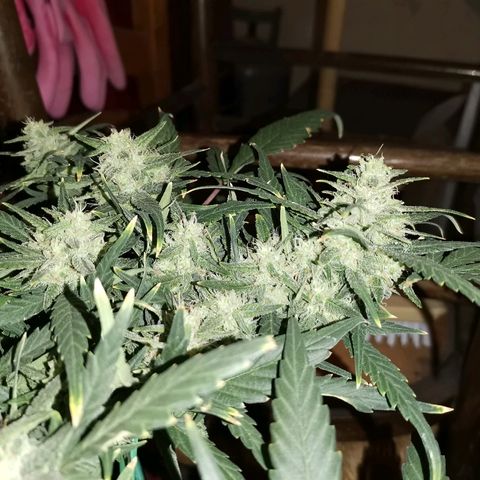 Autogelato fast growlog timeline photo