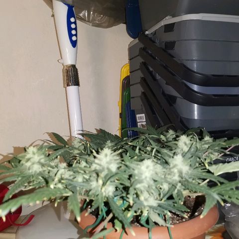 Autogelato fast growlog timeline photo
