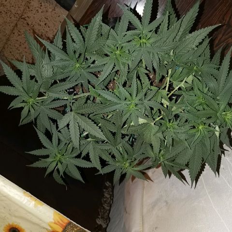 Gorilla Cookies Auto growlog timeline photo