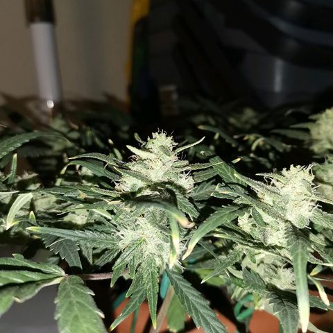 Autogelato fast growlog timeline photo