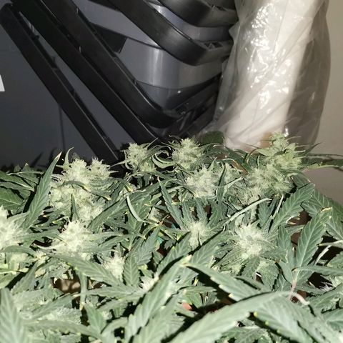 Autogelato fast growlog timeline photo