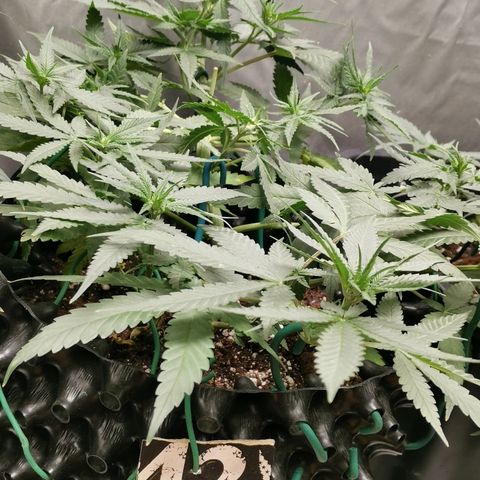 Gorilla Cookies Auto growlog timeline photo