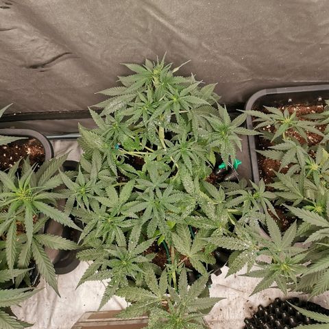 Gorilla Cookies Auto growlog timeline photo