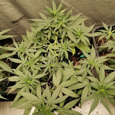 Gorilla Cookies Auto growlog timeline photo