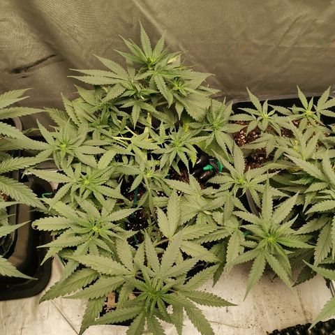 Gorilla Cookies Auto growlog timeline photo