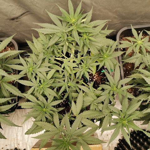 Gorilla Cookies Auto growlog timeline photo