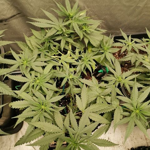 Gorilla Cookies Auto growlog timeline photo