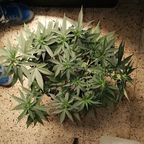 Gorilla Cookies Auto growlog timeline photo
