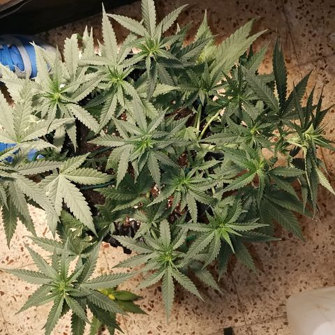 Gorilla Cookies Auto growlog timeline photo