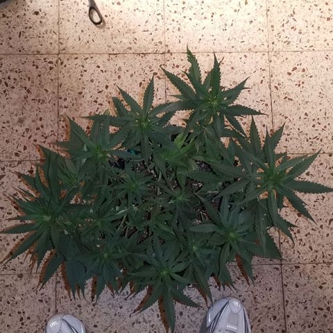 Gorilla Cookies Auto growlog timeline photo