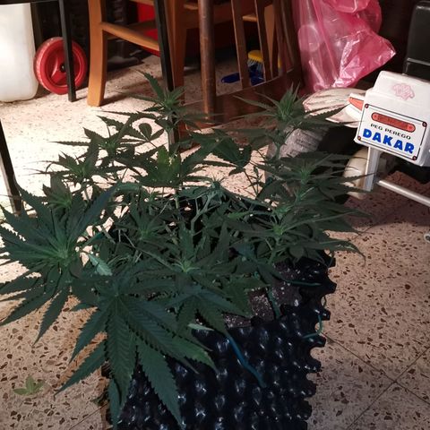 Gorilla Cookies Auto growlog timeline photo
