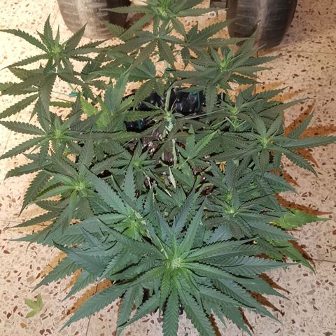 Gorilla Cookies Auto growlog timeline photo