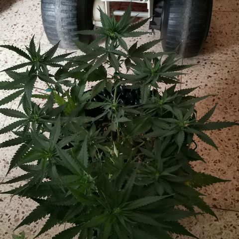 Gorilla Cookies Auto growlog timeline photo