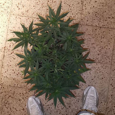 Gorilla Cookies Auto growlog timeline photo
