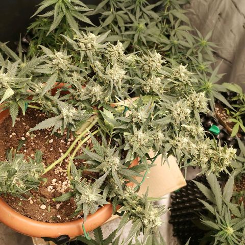 Autogelato fast growlog timeline photo