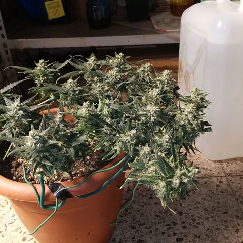 Autogelato fast growlog timeline photo