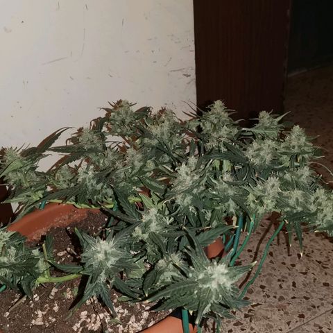 Autogelato fast growlog timeline photo