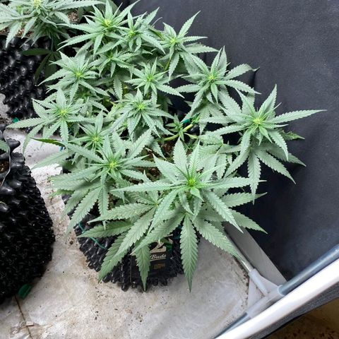 Gorilla Cookies Auto growlog timeline photo