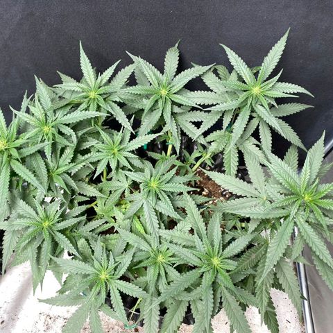 Gorilla Cookies Auto growlog timeline photo