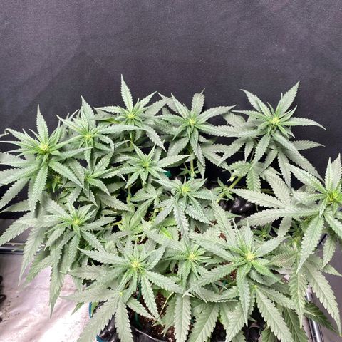 Gorilla Cookies Auto growlog timeline photo