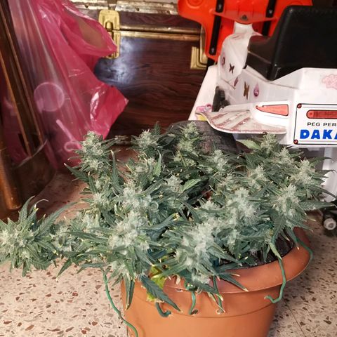 Autogelato fast growlog timeline photo