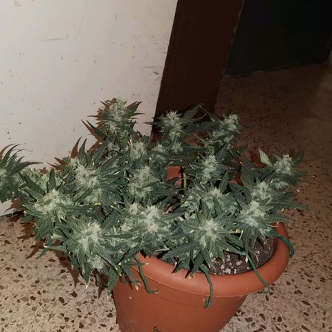 Autogelato fast growlog timeline photo