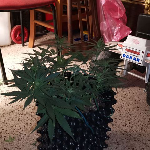 Gorilla Cookies Auto growlog timeline photo
