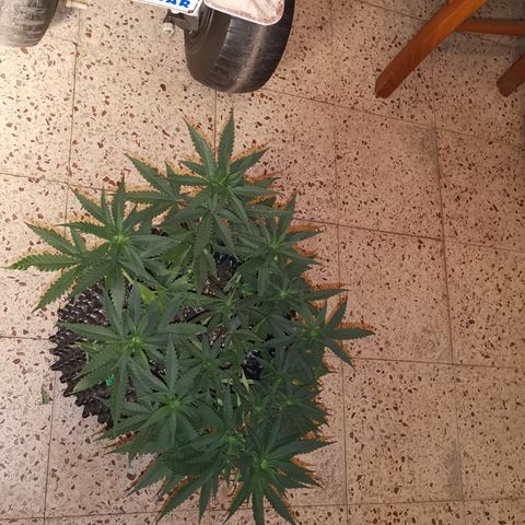 Gorilla Cookies Auto growlog timeline photo