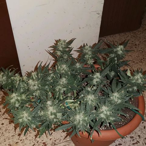 Autogelato fast growlog timeline photo