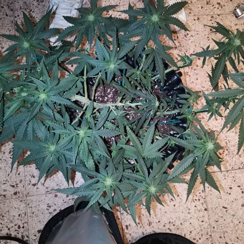 Gorilla Cookies Auto growlog timeline photo