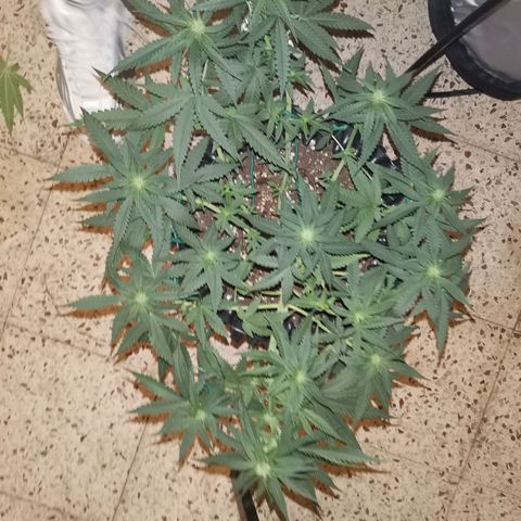 Gorilla Cookies Auto growlog timeline photo