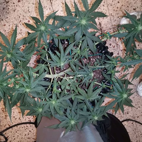 Gorilla Cookies Auto growlog timeline photo