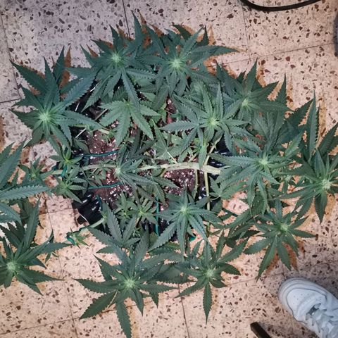 Gorilla Cookies Auto growlog timeline photo