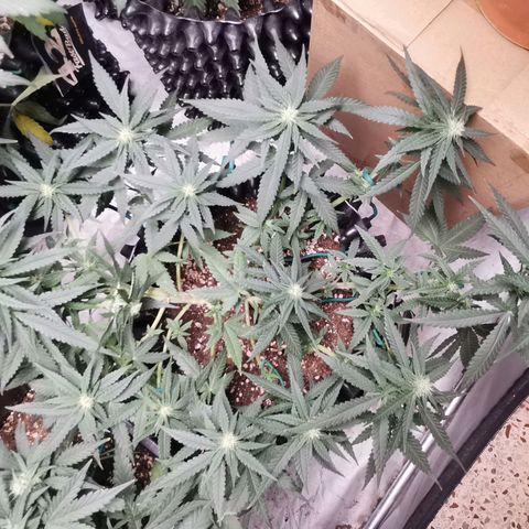 Gorilla Cookies Auto growlog timeline photo