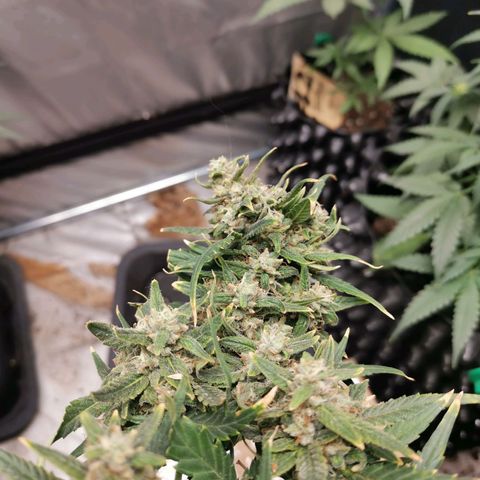 Autogelato fast growlog timeline photo