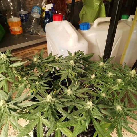 Gorilla Cookies Auto growlog timeline photo