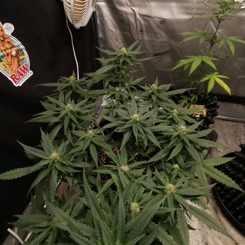 Gorilla Cookies Auto growlog timeline photo